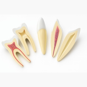 Expansion Model of Human Teeth